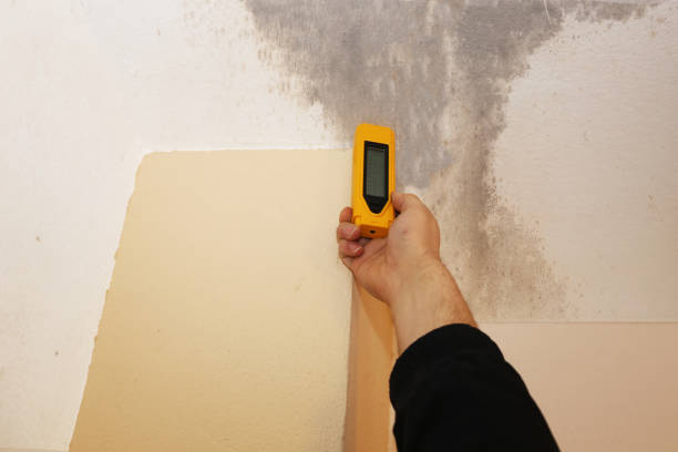 Best Attic Mold Removal  in Huntsville, AL