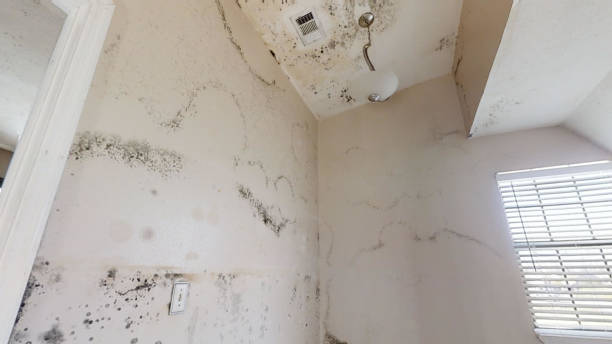  Huntsville, AL Mold Removal Pros