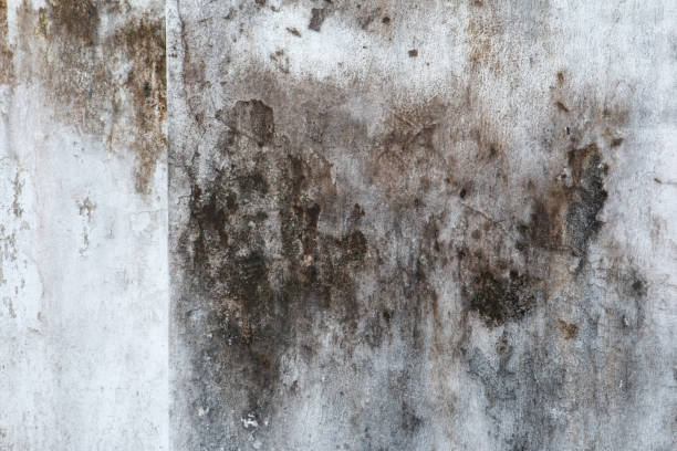 Best Real Estate Mold Inspection  in Huntsville, AL