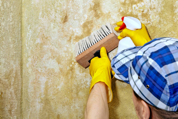 Best Mold Documentation for Insurance Claims  in Huntsville, AL