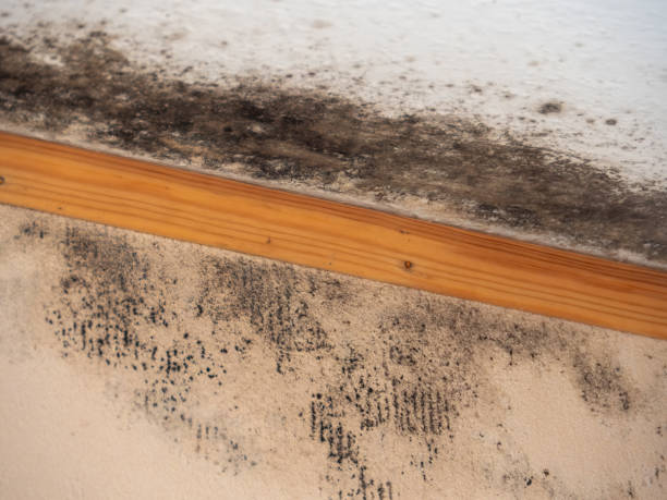 Forensic Mold Investigation in Huntsville, AL