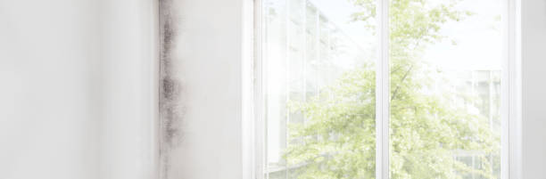 Best Water Damage & Mold Remediation  in Huntsville, AL