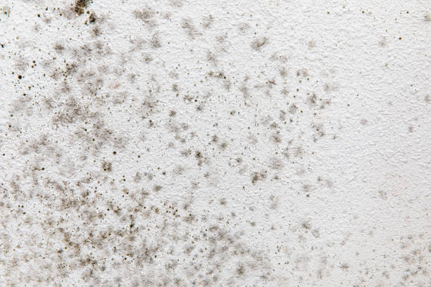 Best Mold Prevention Services  in Huntsville, AL