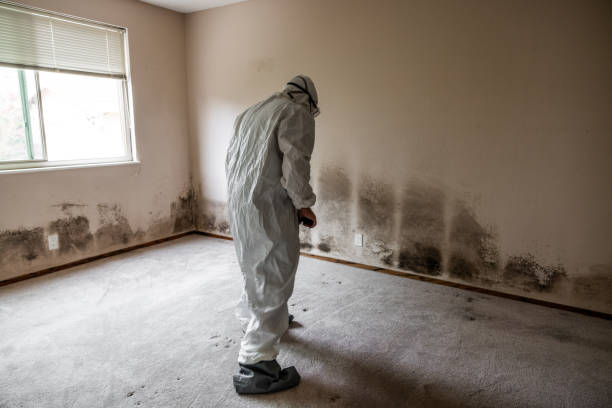 Best Mold Odor Removal Services  in Huntsville, AL