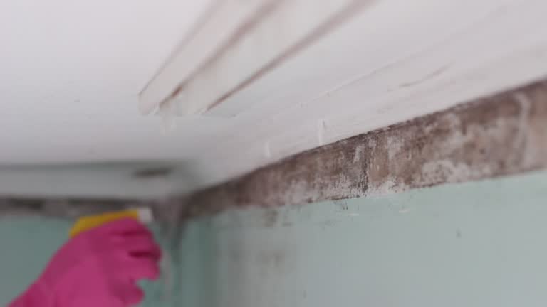 Best Commercial Mold Inspection  in Huntsville, AL